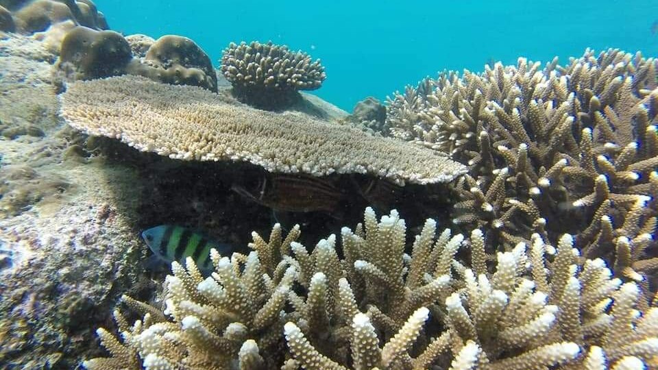 PIGEO ISLAND NILAVELI BEACH SRI LANKA