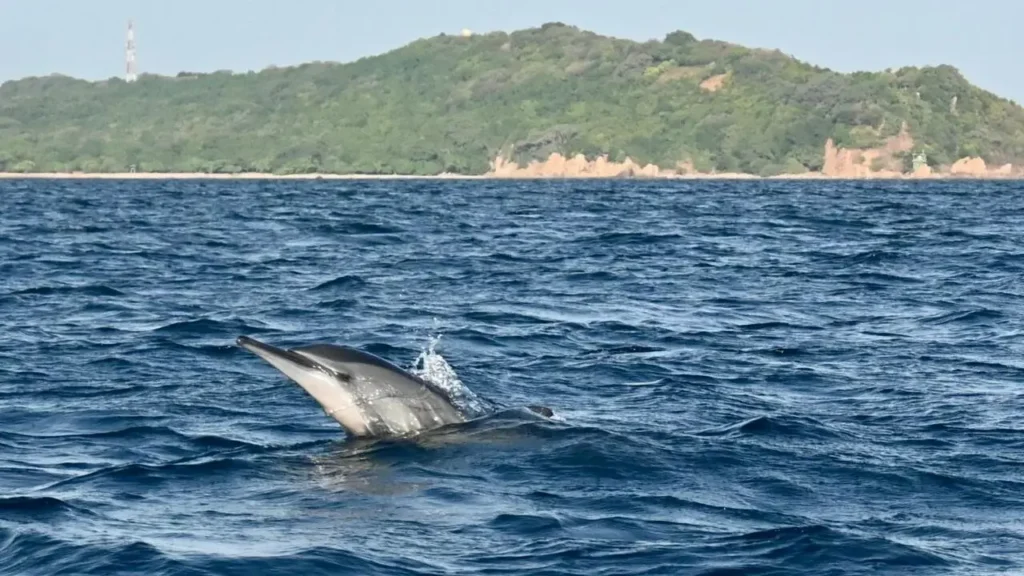 nilaveli beach dolphins and whales watching