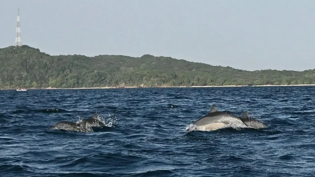 nilaveli beach dolphins and whales watching