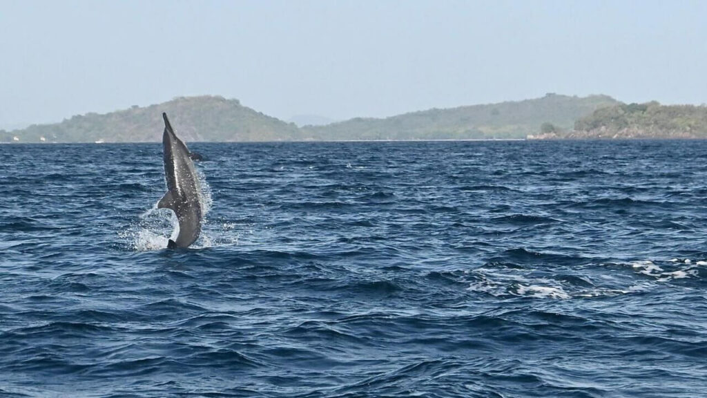 nilaveli beach dolphins and whales watching