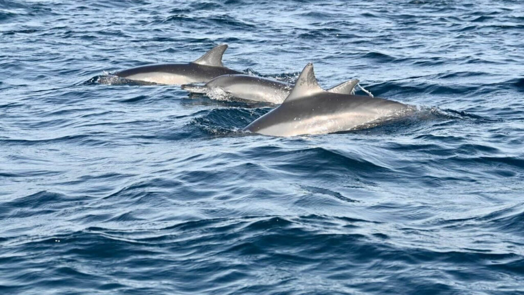 nilaveli beach dolphins and whales watching