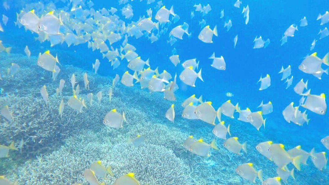 PIGEO ISLAND NILAVELI BEACH SRI LANKA