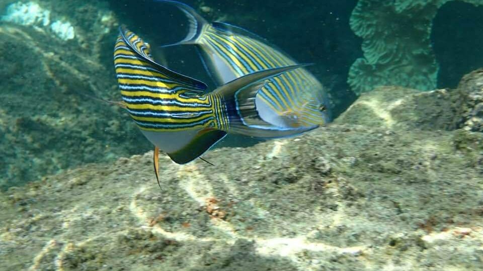 PIGEO ISLAND NILAVELI BEACH SRI LANKA