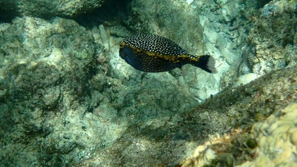 PIGEO ISLAND NILAVELI BEACH SRI LANKA