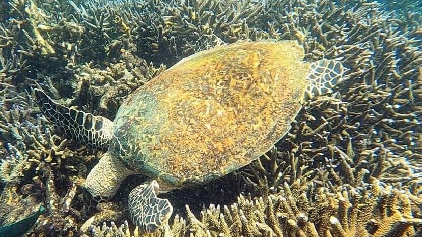 PIGEO ISLAND NILAVELI BEACH SRI LANKA