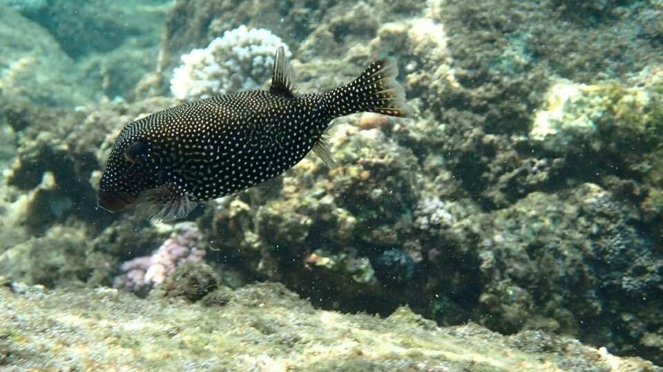 PIGEO ISLAND NILAVELI BEACH SRI LANKA