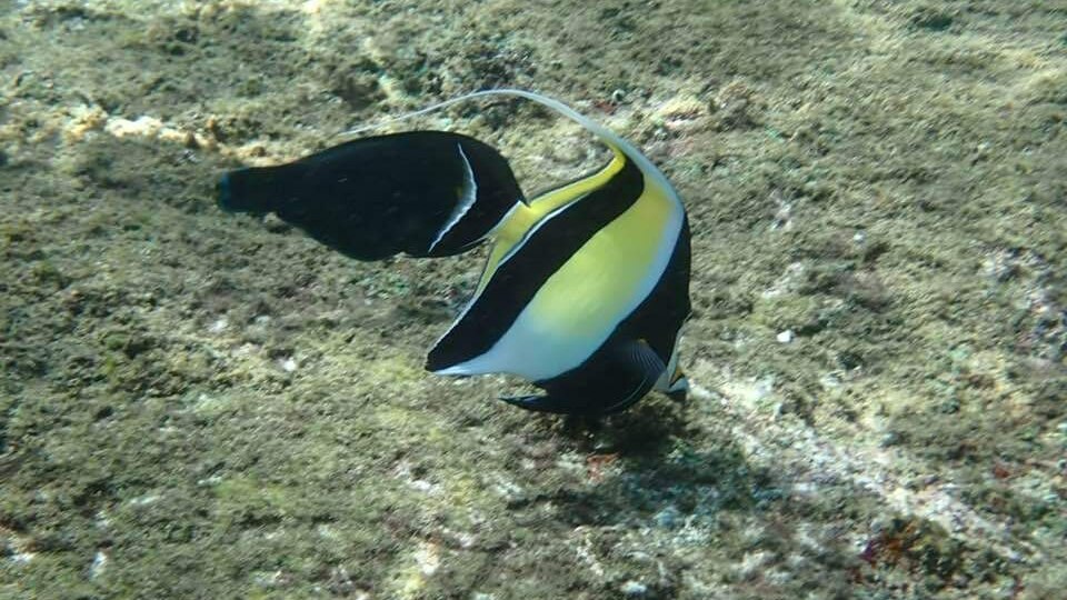 PIGEO ISLAND NILAVELI BEACH SRI LANKA