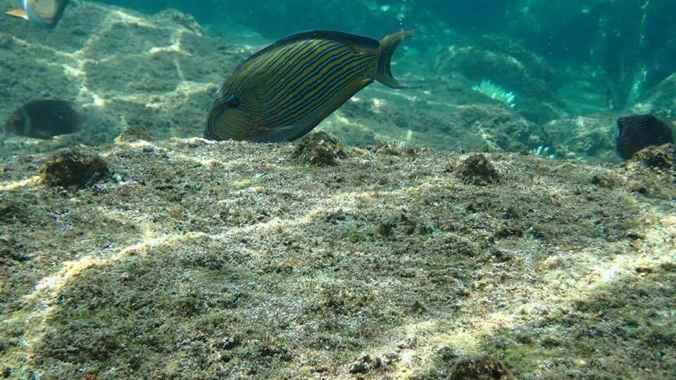 PIGEO ISLAND NILAVELI BEACH SRI LANKA