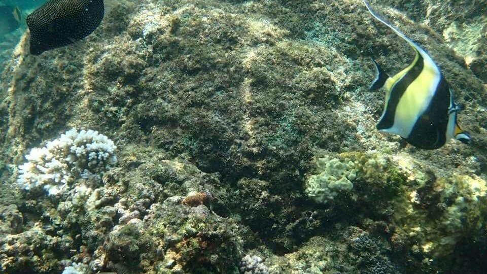 PIGEO ISLAND NILAVELI BEACH SRI LANKA