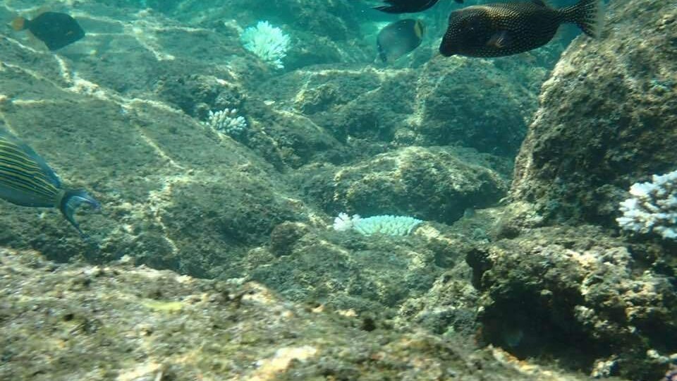 PIGEO ISLAND NILAVELI BEACH SRI LANKA