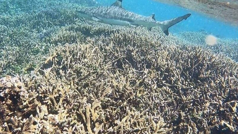 PIGEO ISLAND NILAVELI BEACH SRI LANKA