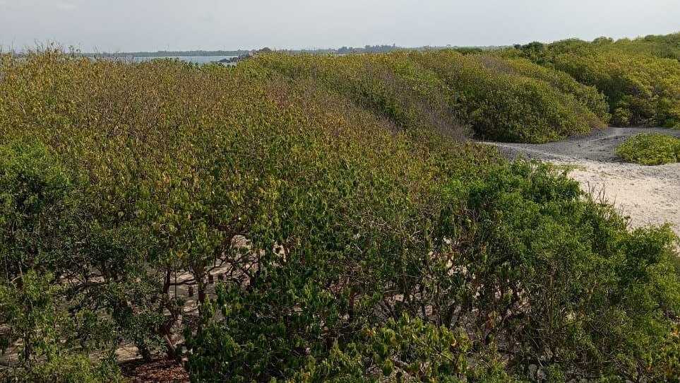PIGEO ISLAND NILAVELI BEACH SRI LANKA
