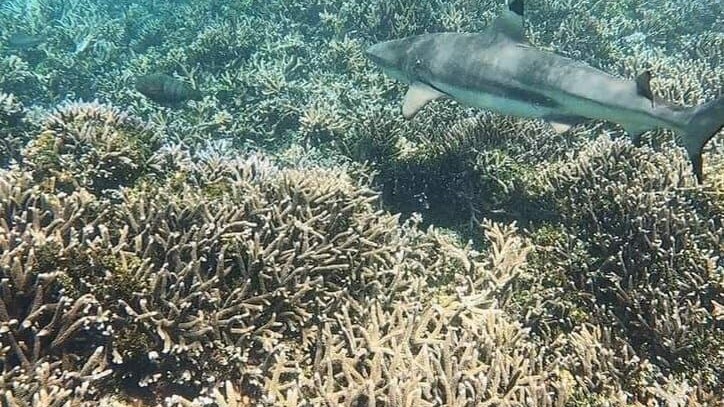 PIGEO ISLAND NILAVELI BEACH SRI LANKA