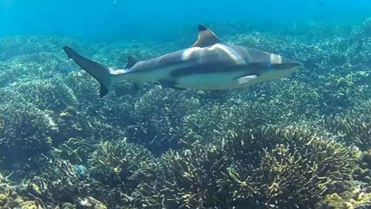 PIGEO ISLAND NILAVELI BEACH SRI LANKA