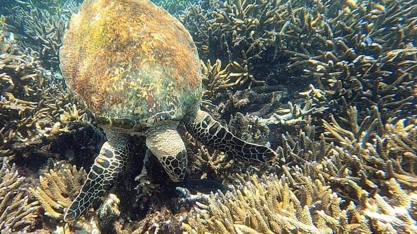 PIGEO ISLAND NILAVELI BEACH SRI LANKA