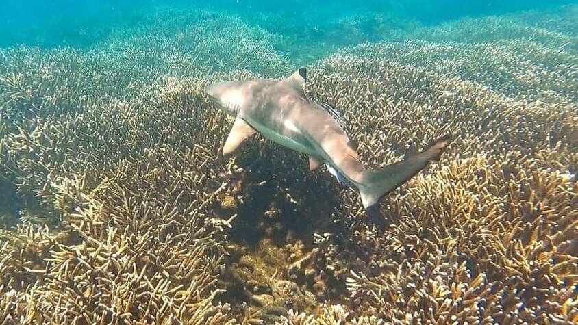PIGEO ISLAND NILAVELI BEACH SRI LANKA