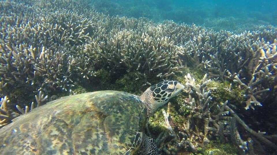 PIGEO ISLAND NILAVELI BEACH SRI LANKA