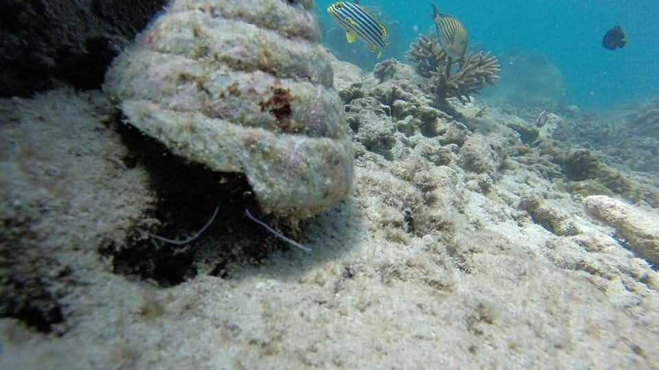 PIGEO ISLAND NILAVELI BEACH SRI LANKA