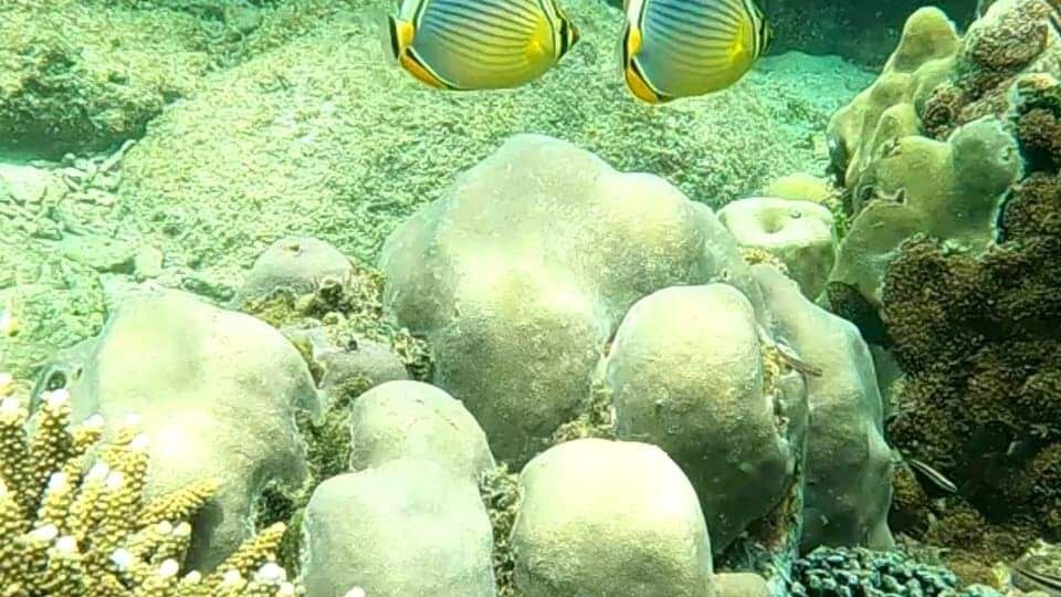 PIGEO ISLAND NILAVELI BEACH SRI LANKA