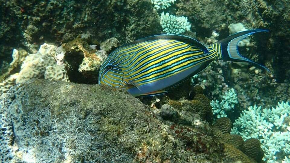 PIGEO ISLAND NILAVELI BEACH SRI LANKA