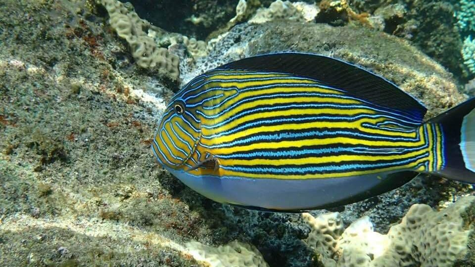 PIGEO ISLAND NILAVELI BEACH SRI LANKA