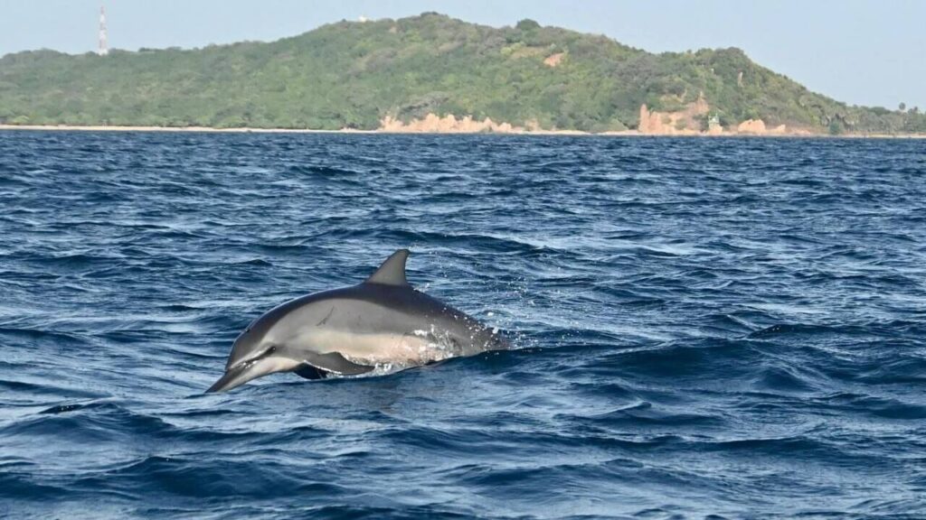 nilaveli beach dolphins and whales watching