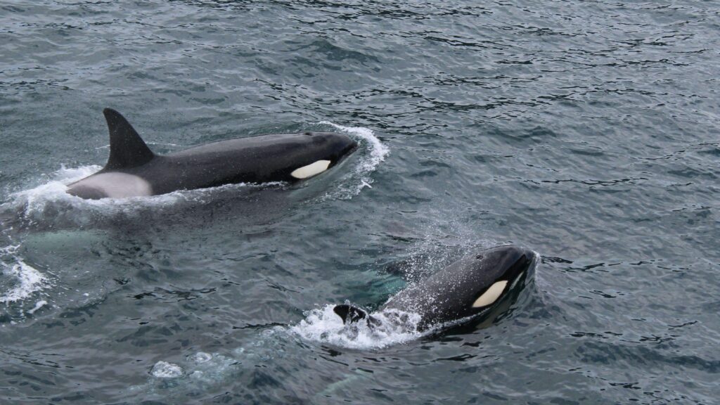 nilaveli whales and dolphins watching PIGEON ISLAND